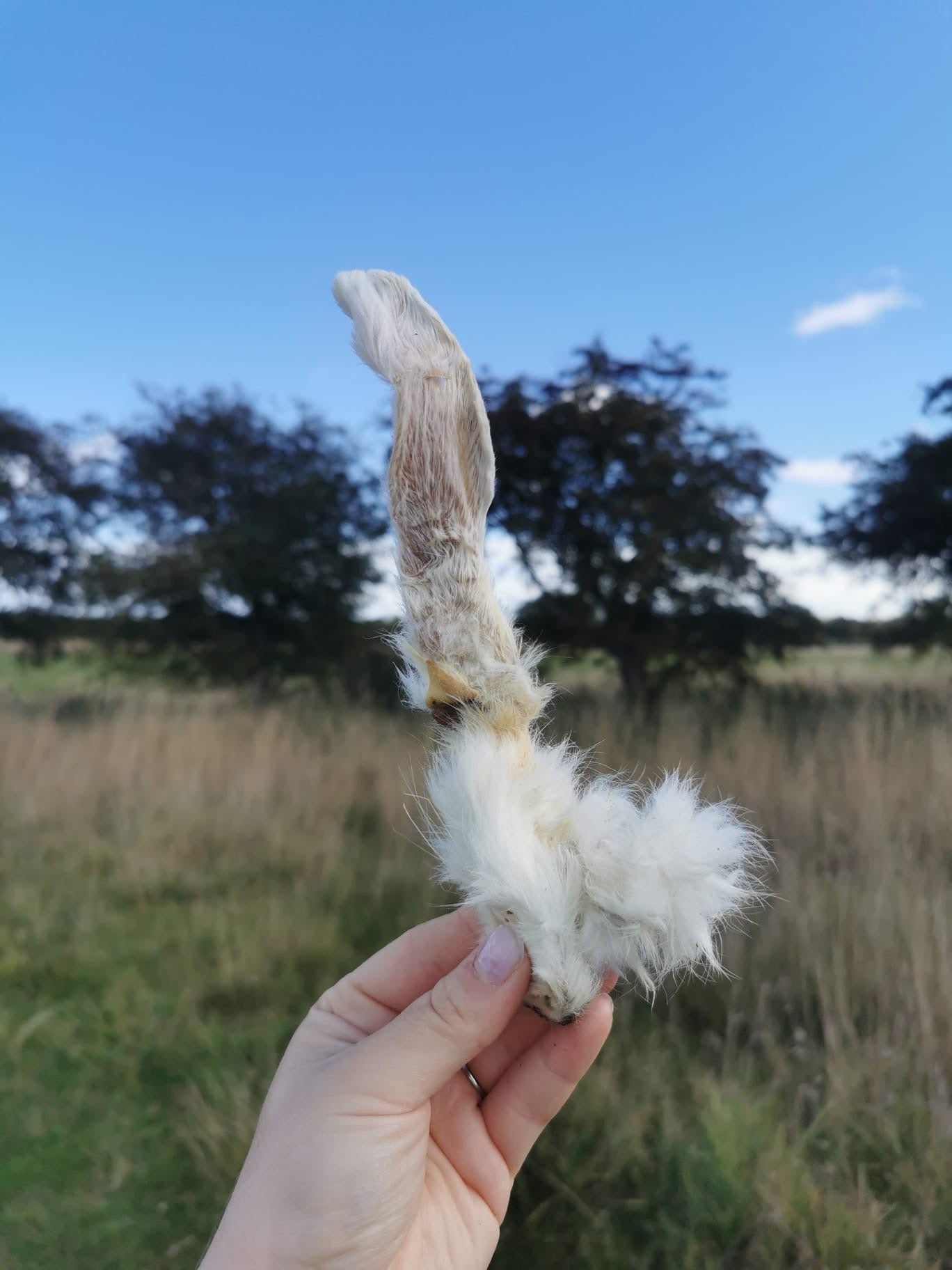 Rabbit Ears - With Hair
