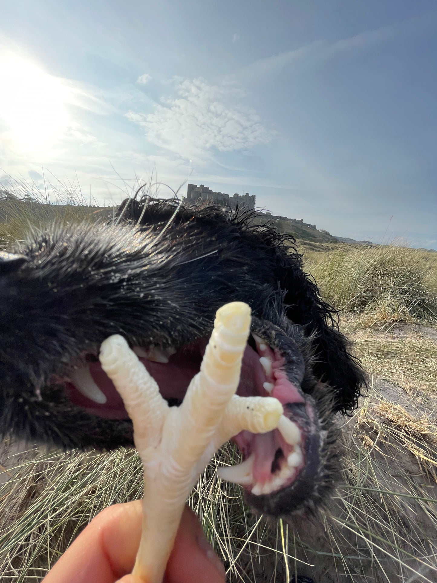 Puffed Chicken Feet