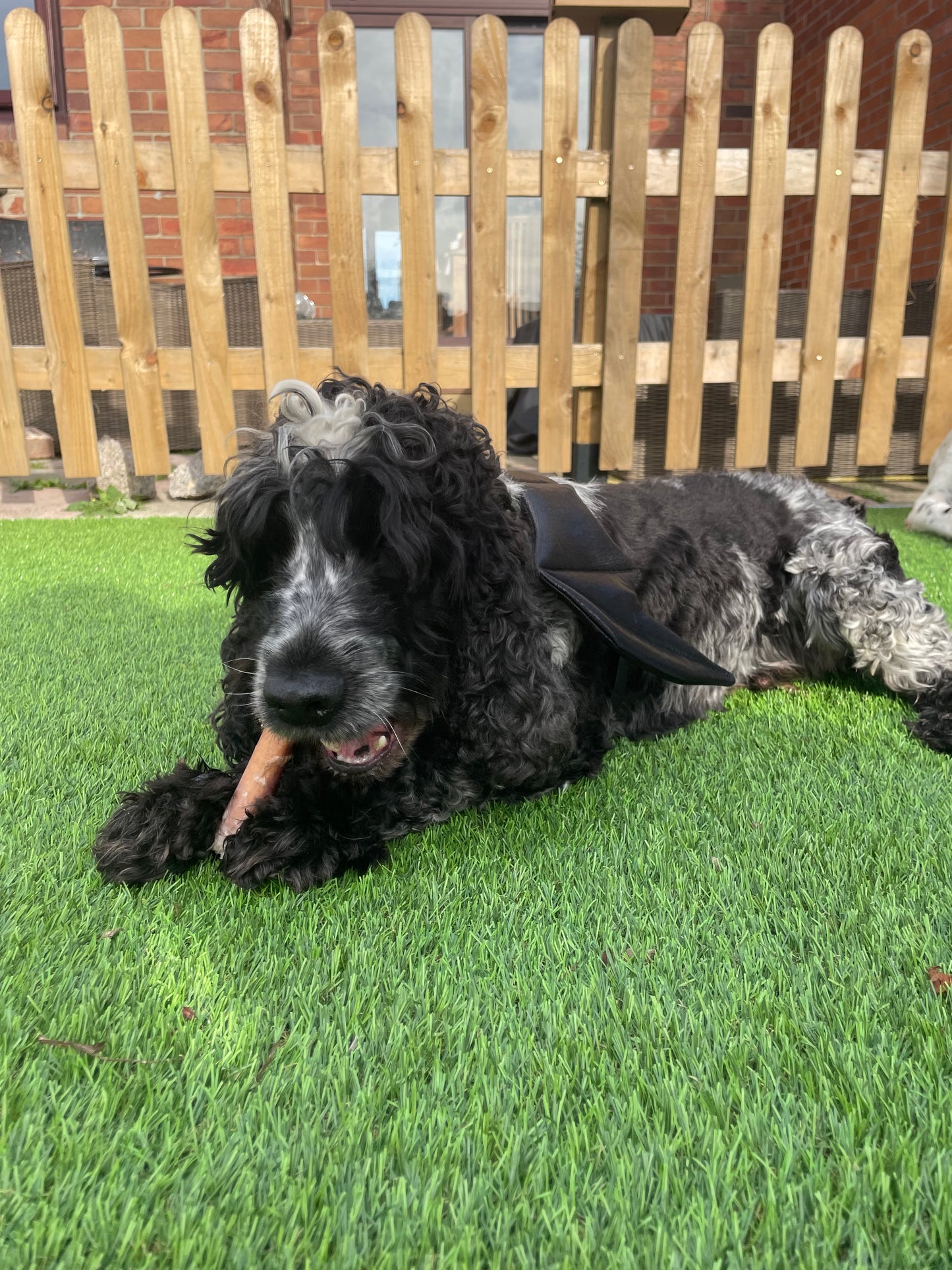 British Pizzle 'Bully Sticks' 12cm