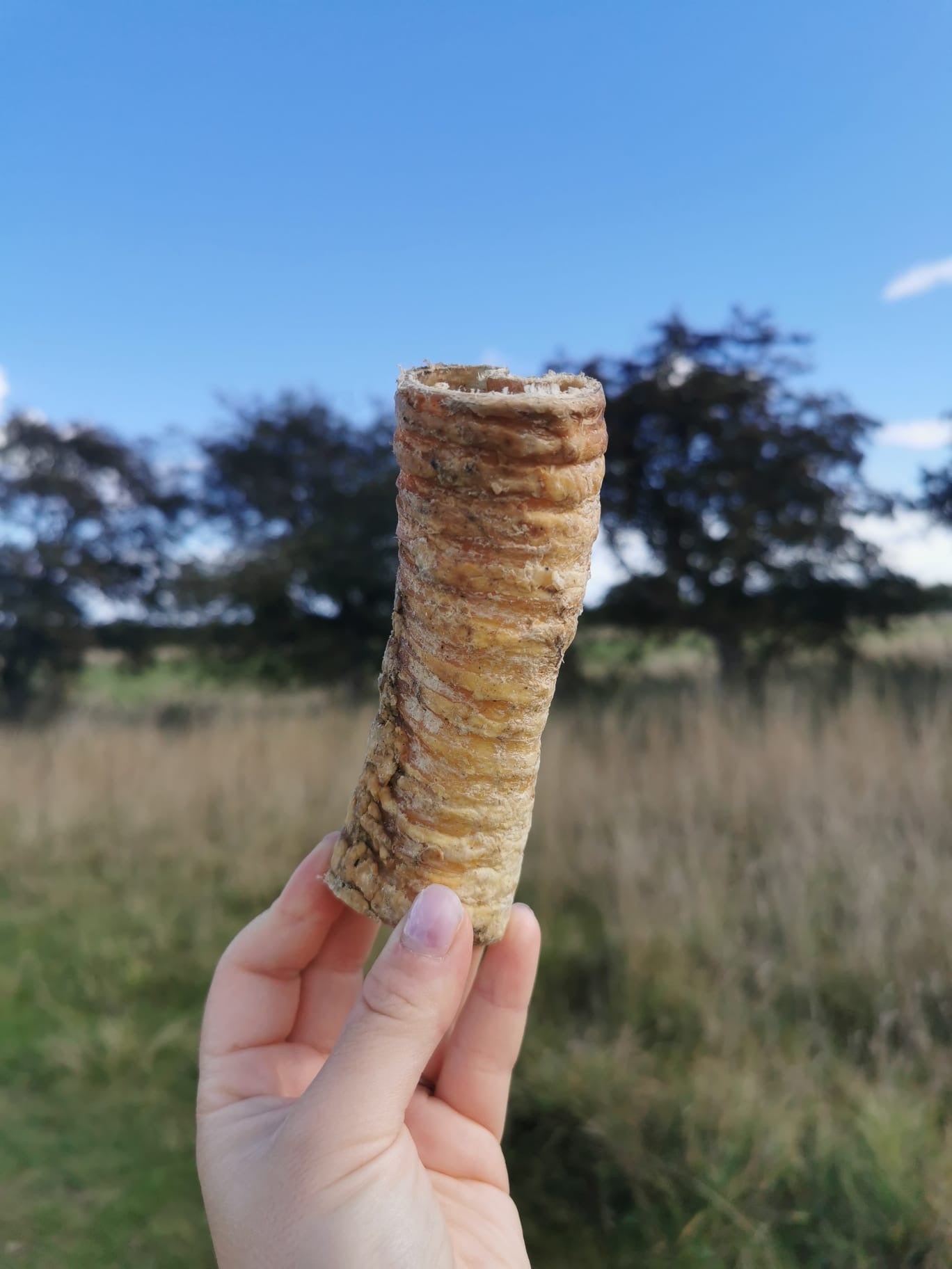 Trachea 'Gullet' - Cut
