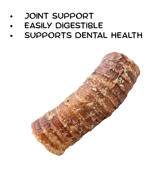 Trachea 'Gullet' - Cut