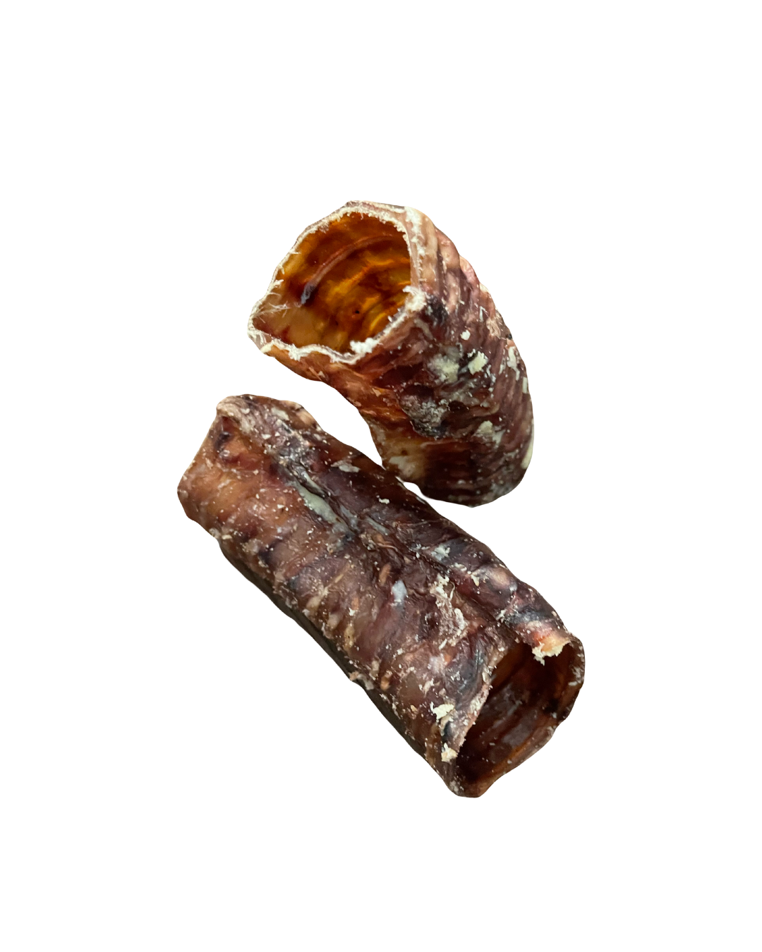 Trachea 'Gullet' - Cut