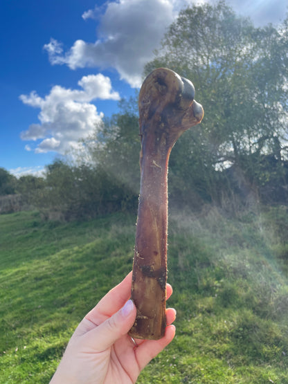 Ostrich Bones