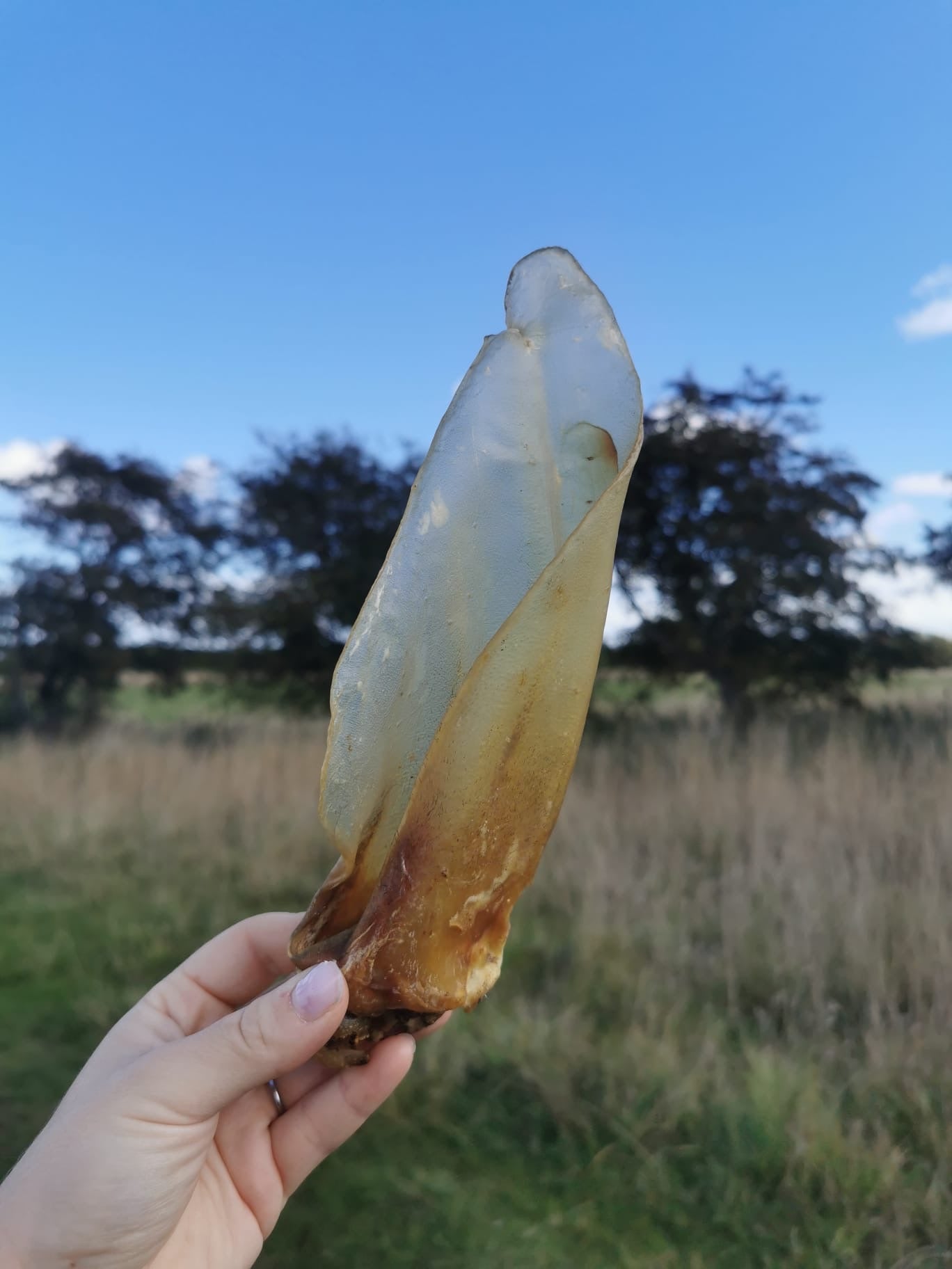 Large cow ears